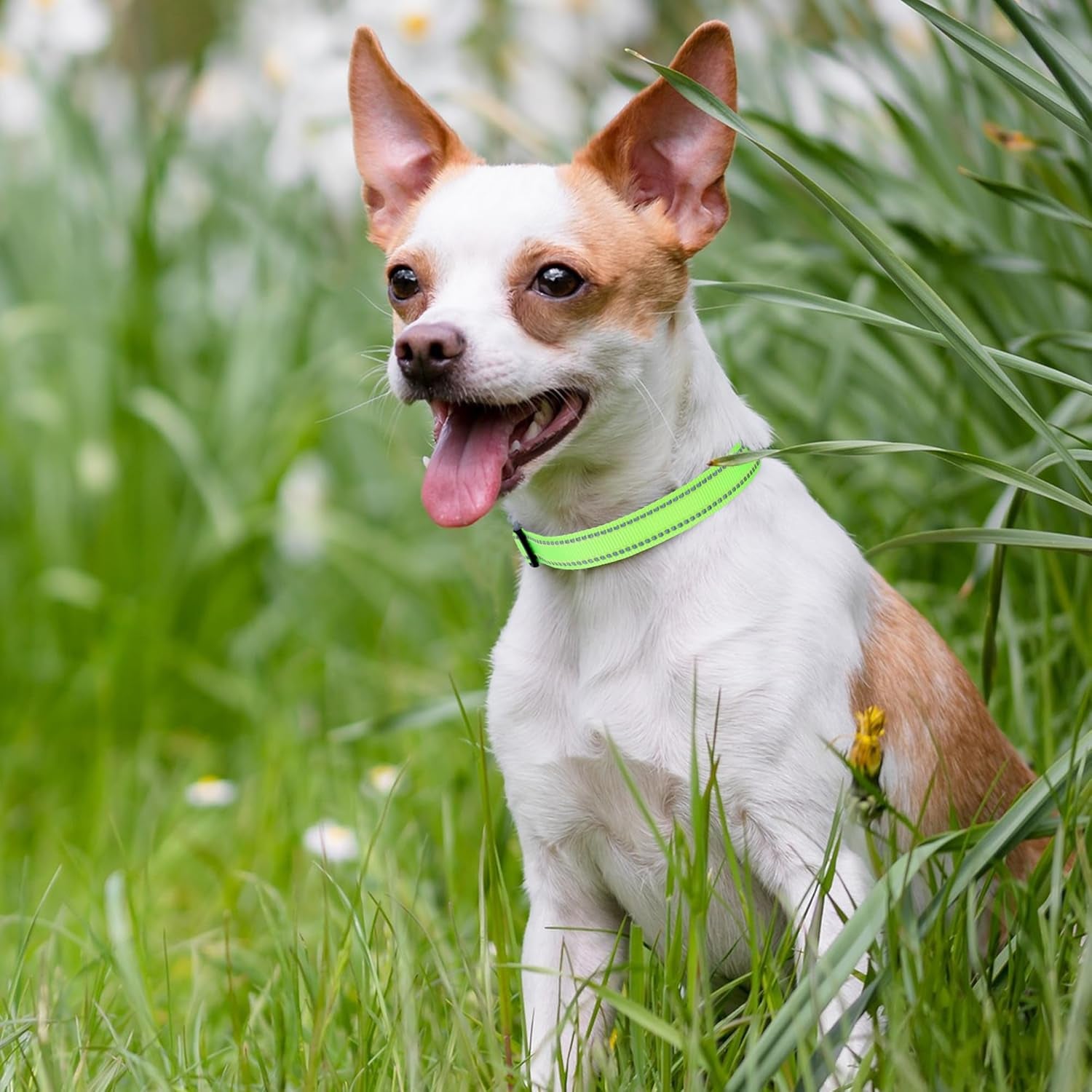 Reflective Dog Collar, Basic Dog Collars Adjustable Quick Release, Soft Nylon Pet Collar with Metal D-Ring for Small Medium Large Dogs (Lime, S Neck11-15